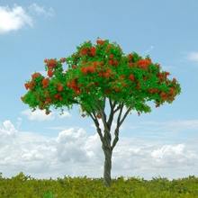 model trees